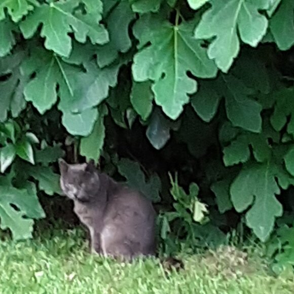 Cat-Friendly Home >^..^< A Cat Lady's Tribute To Her Past & Present Fur-Babies - Picture 6 of 7